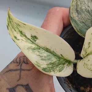 Scindapsus Superstar Variegata nodstickling | Sällsynt Scindapsus krukväxt | Levande tropisk växtstickling för samlare
