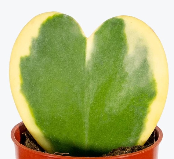 Hoya Kerrii Variegata - Herzpflanze - Sukkulente in Herzform - 1 Blatt mit  Knoten - Etsy sterreich