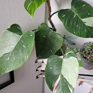 Puede incluir: Una planta Philodendron White Princess con hojas en forma de corazón que presentan patrones variegados de verde oscuro, blanco crema y sutiles rayas rosadas en los tallos y el follaje, creciendo desde un tallo central con nudos visibles.
