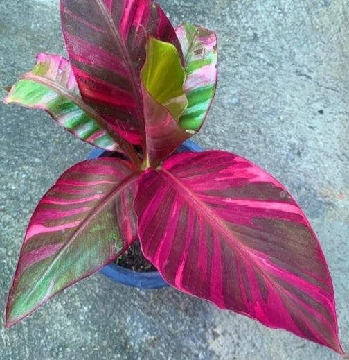 Musa Nono Pink Variegata - Variegated Banana Plant - Rare Plant