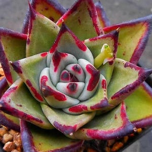 Op de afbeelding: Een close-up van een vetplant met groene, witte en rode bladeren. De bladeren hebben een puntige vorm en zijn gerangschikt in een rozetpatroon. De plant heeft een levendige, kleurrijke uitstraling.