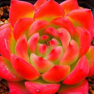 Echeveria Deep Red - belle succulente - feuille de propagation