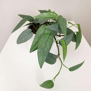 Puede incluir: Una planta de interior verde plateada con enredaderas colgantes en una maceta blanca. La planta tiene hojas grandes en forma de corazón con un brillo plateado.