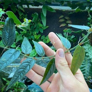 Peut inclure: Une plante grimpante aux feuilles allongées en forme de lance, d'un vert foncé profond avec une surface texturée et nervurée. La tige est fine et flexible, présentant de petites racines aériennes claires à chaque nœud.