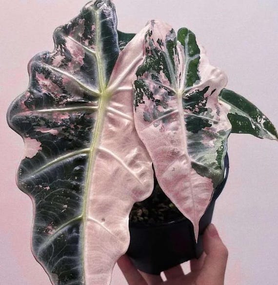 Alocasia Polly Variegata - Rare Plant - Bulbs - Etsy