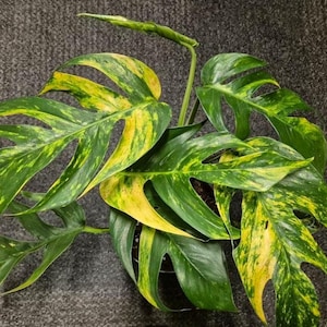 Op de afbeelding: Een bonte Monstera-plant met grote, groene en gele bladeren. De bladeren hebben een kenmerkend patroon van licht en donkergroen, met wat gele variegatie.