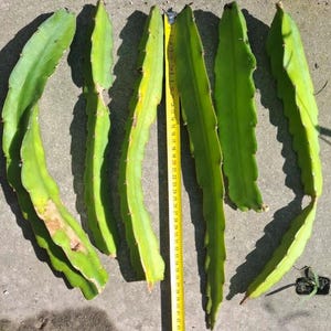 Può includere: Cinque steli di frutto del drago verde disposti su una superficie grigia con un metro a nastro giallo. Gli steli sono lunghi circa 76 cm.