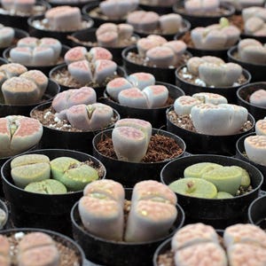 Lithops Plant Mix - Rare Lithops - Lithops Plants - Living Stones Succulent - Living Stones Plants - Living Stones - Lithops