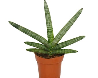 bromelie aechmea Rosa Bromelie