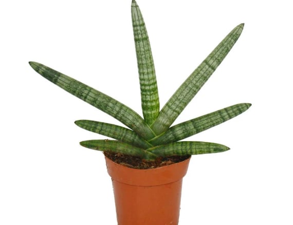 Sansevieria Cylindrica - Starfish Snake Plant - Beautiful Plant - Etsy  Denmark