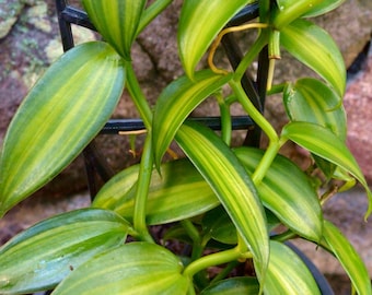 Orquídea Vainilla Abigarrada - Orchidaceae Vainilla Abigarrada - Planta Rara - Planta Hermosa - Esquejes