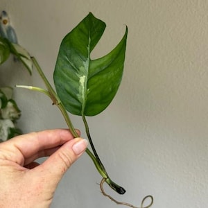 Stikling av Epipremnum Pinnatum Albo Variegata | Sällsynt Epipremnum krukväxt | Levande tropisk växtstickling för samlare