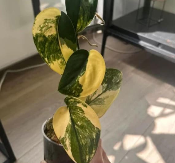 Scindapsus Jade Satin Variegata - Variegated Scindapsus - Rare Plants -  Monstera Cuttings - Propagation Nodes - Etsy Israel