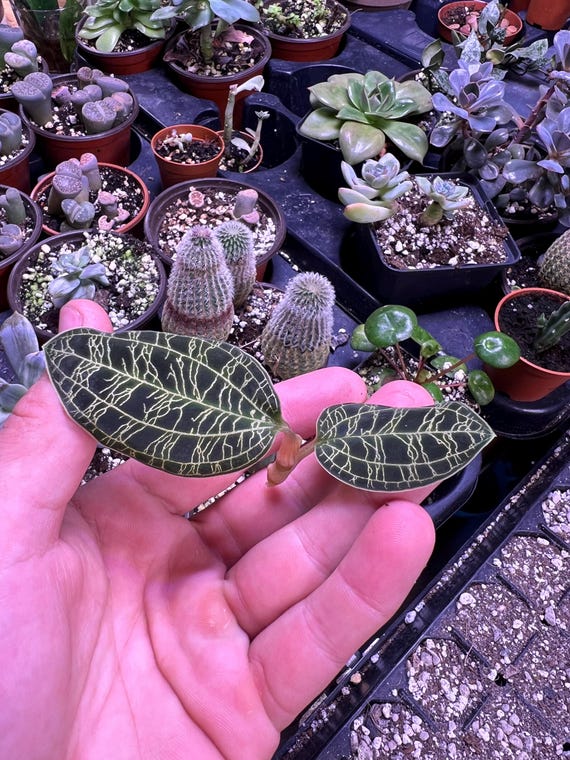 Buy Jewel Orchid Macodes Petola - Rare Plant - Beautiful Plant