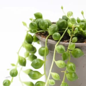 Könnte beinhalten: Eine Perlenschnurpflanze in einem grauen Topf. Die Pflanze hat lange, herabhängende Stängel mit kleinen, runden Blättern.