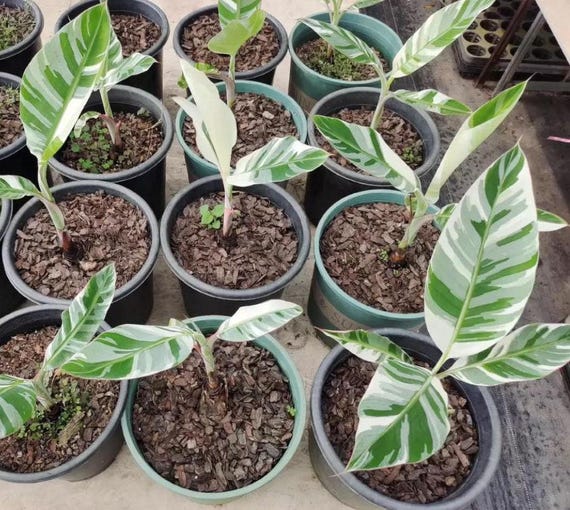 übertopf für zimmerpflanzen Der Planter - Übertopf aus Holz für Büro und Wohnzimmer main image 1