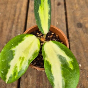 Hoya Verticillata Inner Variegata Stickling med Nod - Innerbrokig Hoya, Sällsynt Vaxväxt, Levande Krukväxt