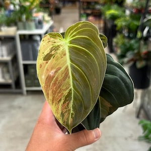Philodendron Melanochrysum Variegata - Rare Plant - Beautiful Plant - Cuttings