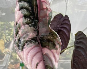 Alocasia Cuprea Pink Variegata - Rare Plant - Beautiful Plant