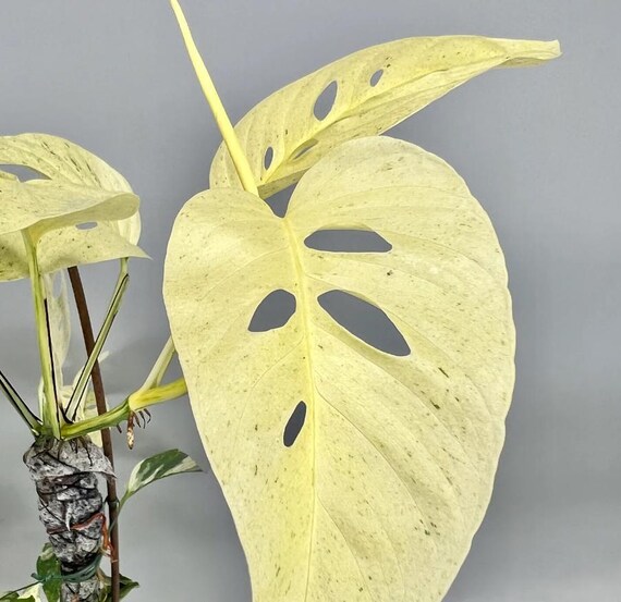 monstera plant leaves Monstera Plant Care - How to Grow Monstera deliciosa