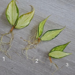 Hoya Polyneura Inner Variegata Stickling med Nod - Innervariegata Fiskstjärt Hoya, Sällsynt Vaxväxt, Levande Krukväxt