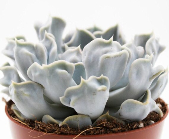 Echeveria Lilacina Cv. Thriller Pearl - Beautiful Succulent