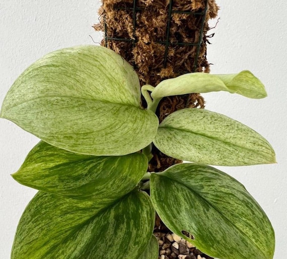 Scindapsus Treubii Moonlight Mint - Rare Plant - Beautiful Scindapsus Treubii Moonlight Mint - Rare Plant - Beautiful