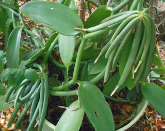 Orchidaceae Vanille - Seltene Pflanze - Schöne Pflanze - Stecklinge