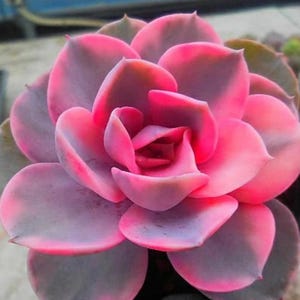 Op de afbeelding: Een close-up van een roze en paarse succulent met vlezige bladeren die in een rozet zijn gerangschikt.