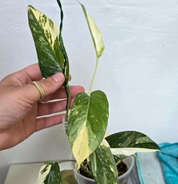 5 philodendron selloum plant Big Leaf Philodendron main image 0