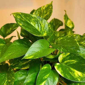 May include: A close-up of a potted plant with green and yellow variegated leaves. The leaves are heart-shaped and have a glossy finish.