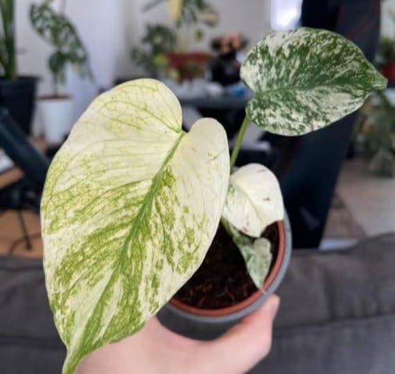 【希少】Monstera deliciosa mint variegata 2 The Rare Monstera Deliciosa Mint Variegated Houseplant