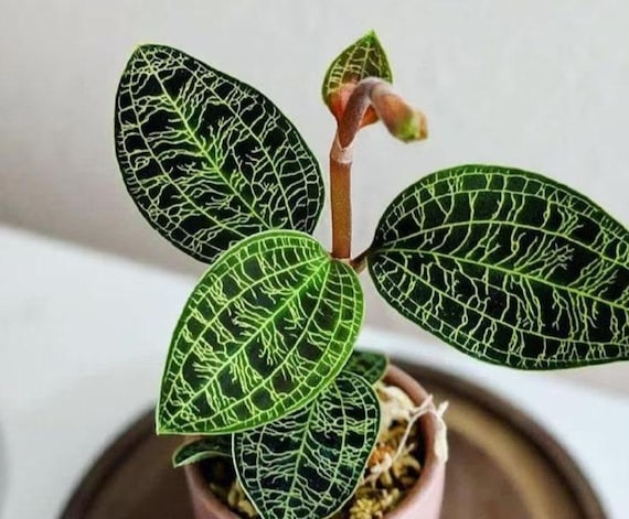 Jewel Orchid Macodes Petola - Rare Plant - Beautiful Plant