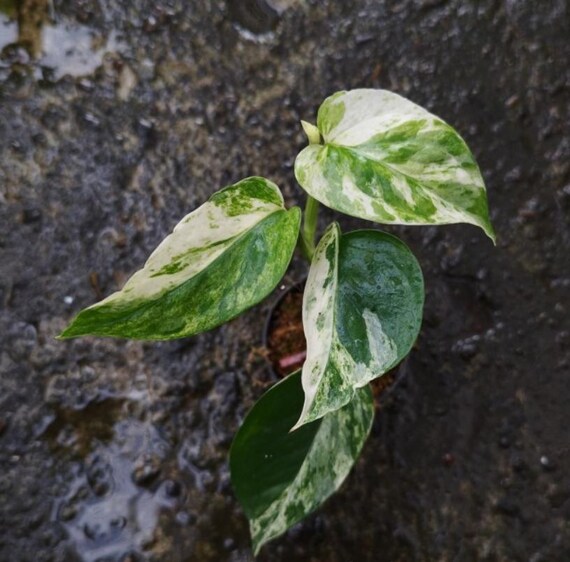 Epipremnum Cebu Blue Variegata - Cebu Blue Pathos Variegata - Rare Plant -  Beautiful Plant - Cuttings - Etsy Denmark