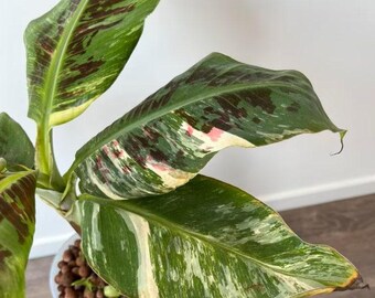 Musa Dwarf Cavendish Variegata - Variegated Banana Plant - Rare Plant -  Etsy Finland