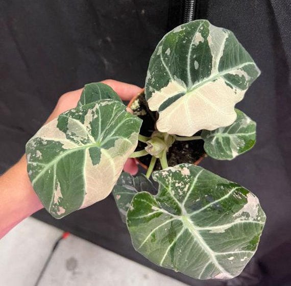 Alocasia Black Velvet Pink Variegata - Rare Plant - Bulbs - Etsy