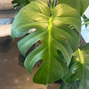 Monstera Borsigiana - Monstera Small Form - Monstera Cuttings - Propagation Nodes