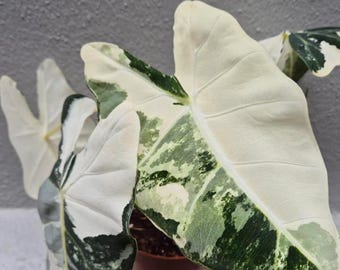 Alocasia Frydek Variegata - Rare Plant - Bulbs