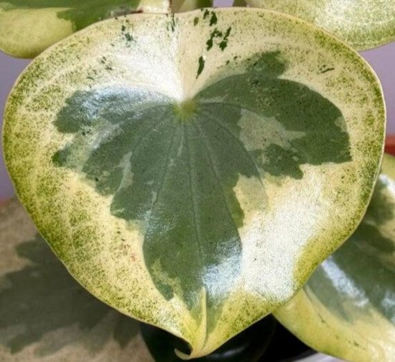 Peperomia Raindrop Variegata - Beautiful Succulent - Propagation Leaf -  Cuttings - Etsy