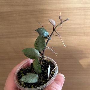Peut inclure: Une petite bouture de plante Hoya avec des feuilles ovales vert foncé tachetées et une tige fine brun foncé. La plante est enracinée dans du terreau sombre à l'intérieur d'un gobelet en plastique transparent, avec des racines aériennes visibles.