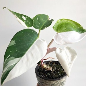 Puede incluir: Una planta variegada blanca y verde con hojas en forma de corazón en una maceta con estampado. La planta tiene un tallo rosa y crece en tierra marrón oscura.