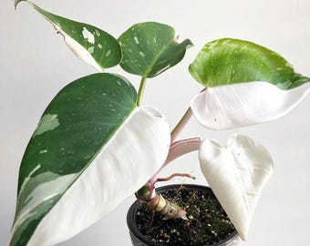 Philodendron White Knight - Rare Plant - Beautiful Plant - Cuttings