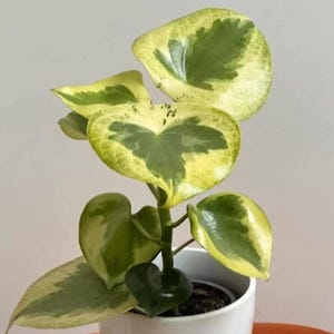Peperomia Raindrop Variegata - beautiful succulent - propagation leaf - cuttings