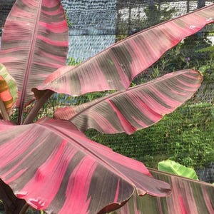 Musa Nono Pink Variegated 斑入り ムサノノ バナナ苗 Musa Nono Pink Variegated 斑入り ムサノノ バナナ苗 Nono