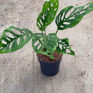 Monstera Esqueleto våtstickling | Sällsynt Monstera krukväxt | Levande tropisk växtstickling för samlare