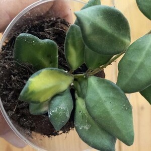 Hoya Burtoniae Variegata Stickling med nod - Brokig luddig Hoya, sällsynt vaxväxt, levande krukväxt