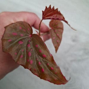 Begonia Negrosensis x Malachosticta stickling med nod - Fläckig hybridbegonia, sällsynt terrariumväxt, levande krukväxt