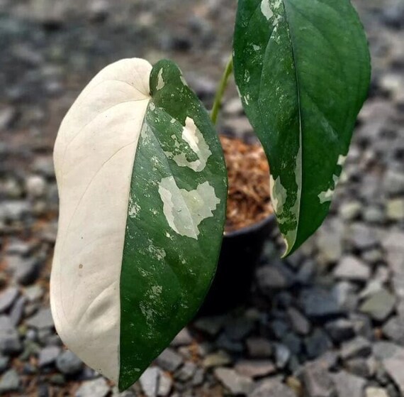Syngonium Chiapense Variegata - Seltene Pflanze - Wunderschne Pflanze -  Stecklinge - Etsy.de