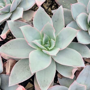 Echeveria Cante - beautiful succulent - propagation leaf