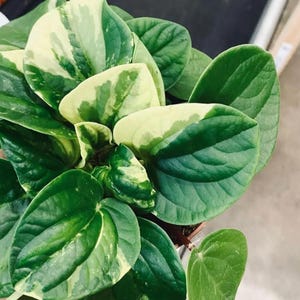 Variegated Peperomia Rana Verde - beautiful succulent - propagation leaf - cuttings